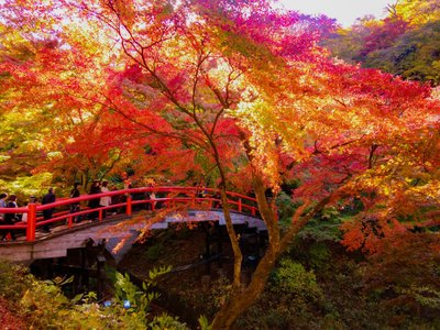 🌉 카지카 다리(카지카바시) 이미지 3